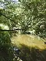 Kedron Brook looking upstream (2021).