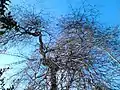 Tangled branch-ends of same