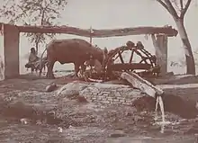 taken at Sikandra, India c1917 and titled near the time as 'A Punjab Wheel'; from photo album of Robert Victor Soper, Private, Hampshire Regiment, in India 1916-19