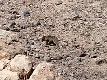 Syrian brown bear (Ursus arctos syriacus) in Lar National Park, northern Iran