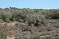 A group of Atriplex vesicaria shrubs