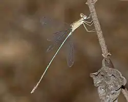 Male showing blue abdomen