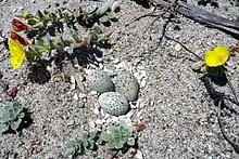 Photograph of a snowy plover nest scrape that is lined with whitish stones and contains three eggs