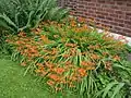 Montbretia, south Manchester, England