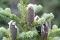 Seed cones with resin oozing out in the Mingan Archipelago, Quebec