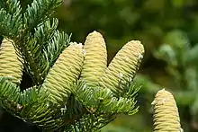 Unlike in some of other firs, unmature cones here are not purple-bluish, but green.