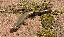 European copper skink