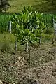 Leaves in young tree