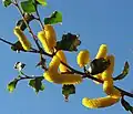 Sandpaper wattle (Acacia denticulosa)