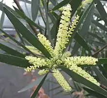 Sydney golden wattle (Acacia longifolia)