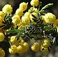 Acacia nigricans