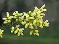 Acacia oxycedrus