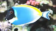 Powderblue surgeonfish, Acanthurus leucosternon