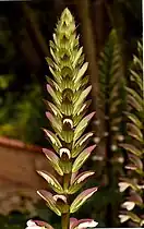 Inflorescence