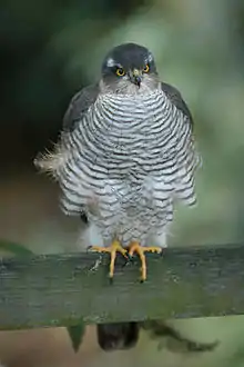 perched grey bird of prey