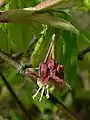 Flower with reddish calyx and five short petals