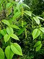 Acer davidii emergent flowers and foliage