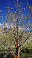 Acer macrophyllum in early spring