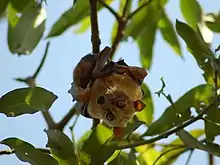 A blond bat with dark brown eyes