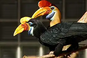 Pair at Walsrode Bird Park, Germany