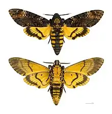 Acherontia atropos