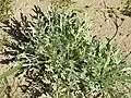 Silvery Yarrow (Achillea clavenae)