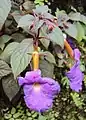 Achimenes longiflora in cultivation