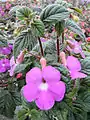 Achimenes patens 'Major' in cultivation