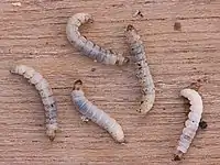 Larvae