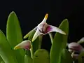 Masdevallia (Masdevallia) sect. Minutae:Masdevallia wendlandiana