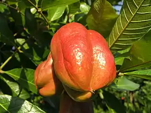 Ackee (Blighia Sapida) fruit