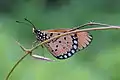 Imago (ventral view)