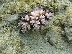 Pocillopora damicornis