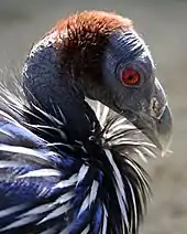 Head of a vulturine guineafowl