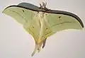 Actias selene, adult male