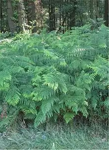 Pteridium aquilinum