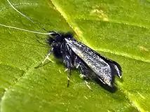 Adela reaumurella