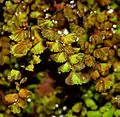 Adiantum lunulatum in Goa, India.