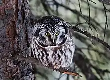 An owl