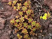 Aeonium sedifolium