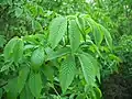 Foliage around March