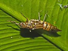 Exuvia