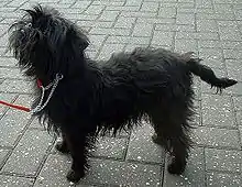 Affenpinscher image