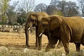 African elephants