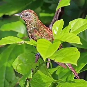 female C. c. cupreus, Ghana