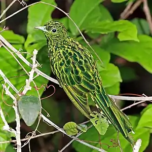 male C. c. cupreus, Ghana