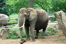 An African Elephant at the Cleveland Metroparks Zoo.