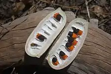 open seed pod with seeds in situ