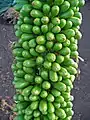 Fruits developing following pollination.