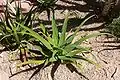 Agave bracteosa (spider agave)